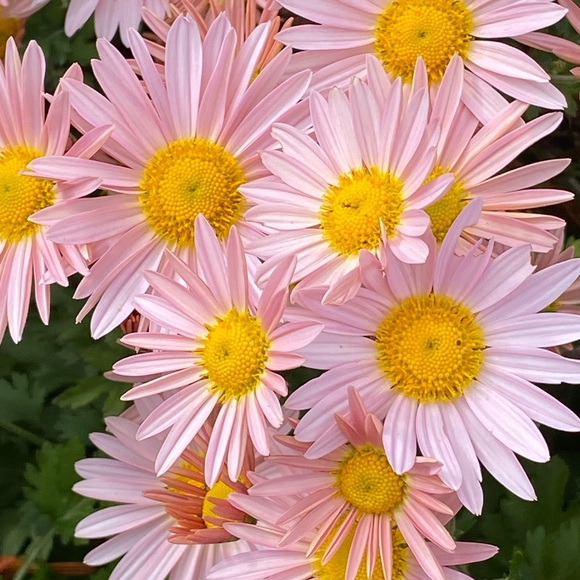 Meet your Posher, B - Picture 1 of 1